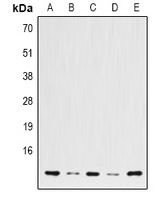 Histone H2B Mouse Monoclonal Antibody
