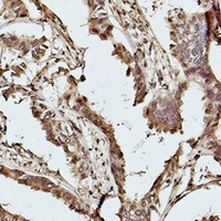 Histone H2B Mouse Monoclonal Antibody