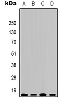 Histone H3 (DiMethyl-K79) Antibody