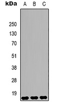 Histone H3 (DiMethyl-K9) Antibody