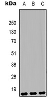 Histone H3 (MonoMethyl-K79) Antibody