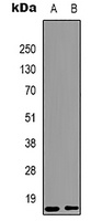 Histone H3 (MonoMethyl-K9) Antibody