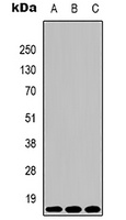 Histone H3 (TriMethyl-K4) Antibody