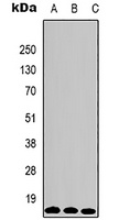 Histone H3 (TriMethyl-K79) Antibody