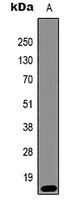 Histone H3 (TriMethyl-K79) Antibody
