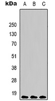 Histone H3 (TriMethyl-K9) Antibody