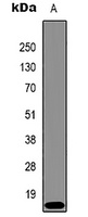 Histone H3 (TriMethyl-K9) Antibody