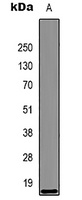 Histone H3 Mouse Monoclonal Antibody
