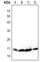 Histone H3 Antibody