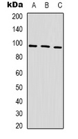 HSP90 alpha Antibody