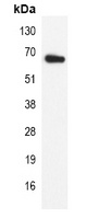 Lamin B1 Mouse Monoclonal Antibody