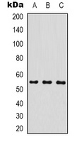 MICU1 Mouse Monoclonal Antibody