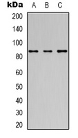 OCT1 Mouse Monoclonal Antibody