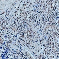 OCT1 Mouse Monoclonal Antibody