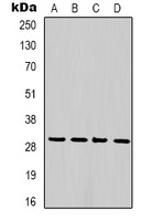 PCNA Antibody