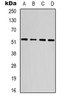 SMAD3 Mouse Monoclonal Antibody
