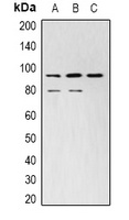 STAT3 Mouse Monoclonal Antibody