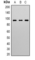 STAT3 Mouse Monoclonal Antibody
