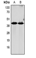 GRPR Antibody