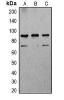 Calnexin Rabbit Polyclonal Antibody