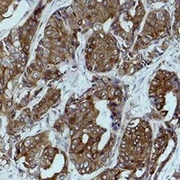 Calnexin Rabbit Polyclonal Antibody