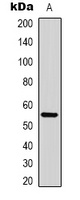 Cyclin B1 Rabbit Polyclonal Antibody