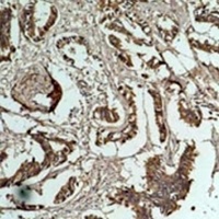 Cyclin B1 Rabbit Polyclonal Antibody