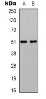 GABRA2 Rabbit Polyclonal Antibody