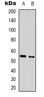 GABRA3 Rabbit Polyclonal Antibody