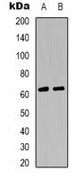GABRA4 Rabbit Polyclonal Antibody
