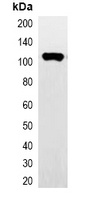 HA-tag Antibody-HRP labled