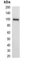 His-tag Antibody-HRP labled
