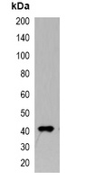 Myc-tag Antibody-HRP labled