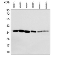GAPDH Antibody-HRP labled