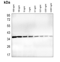 GAPDH Antibody-HRP labled