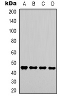 GSK3 beta Antibody
