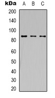 HIF1 beta Rabbit Polyclonal Antibody