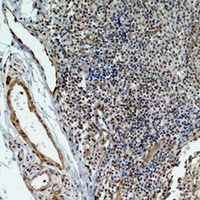 HIF1 beta Rabbit Polyclonal Antibody