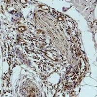 Histone H1 (Phospho-S2) Rabbit Polyclonal Antibody