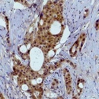 Histone H2A.X (Phospho-Y142) Rabbit Polyclonal Antibody