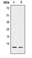 Histone H2A.Z Rabbit Polyclonal Antibody