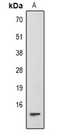 Histone H2B (Phospho-S14) Rabbit Polyclonal Antibody
