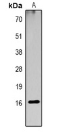 Histone H3 (Acetyl-K23) Antibody