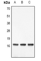 Histone H3 (DiMethyl-K4) Antibody