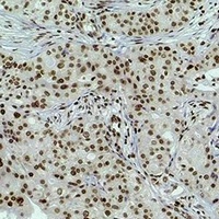 Histone H3 (DiMethyl-K4) Antibody