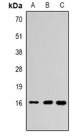 Histone H3 (DiMethyl-K79) Antibody