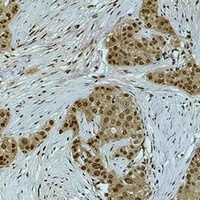 Histone H3 (DiMethyl-K79) Antibody