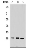 Histone H3 (DiMethyl-K9) Antibody