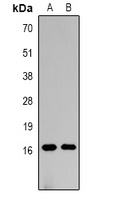 Histone H3 (MonoMethyl-K18) Antibody