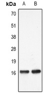 Histone H3 (MonoMethyl-K27) Antibody